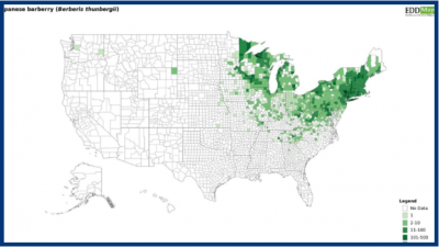 Distribution map of barberry in US. Highest concentrations in Northeast.