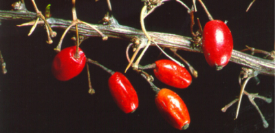 Close up of red barberry fruit. 