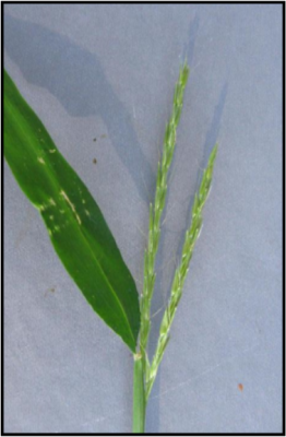 Flowers of Japanese stiltgrass