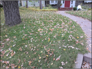 Leaf it alone! How keeping leaves on your yard can help the environment