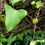 Arrowhead leaf shape of MAM