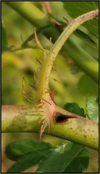 Invasive Plant Factsheet: Multiflora Rose | Integrated Pest Management