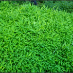 an infestation of Japanese stiltgrass forms a broad mat