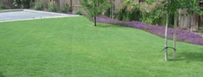 Buffalograss lawn with trees