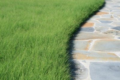 Buffalograss lawn next to pathway