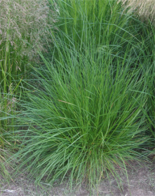 Tufted hair grass clump