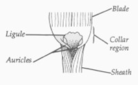 Labelled parts of grass blade