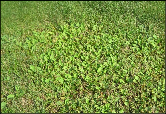 Patch of broad-leaf plantain growing in lawn 
