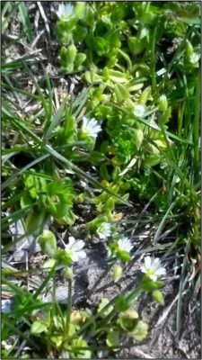 Common chickweed growing on forest floor