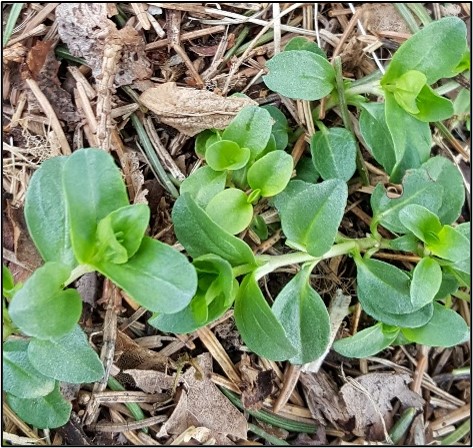 Common chickweed growing on forest floor
