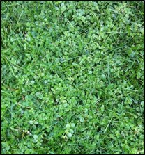 Thick, expansive patch of common chickweed