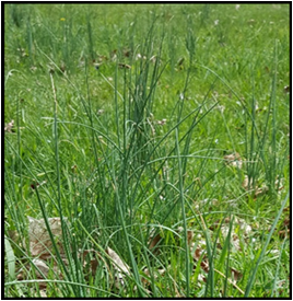 Wild garlic growing in field.