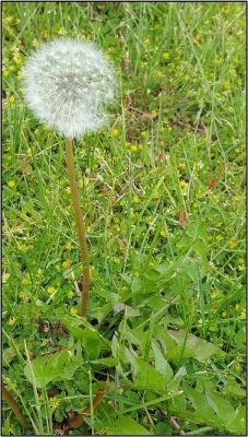 Dandelion with white feathery pappus