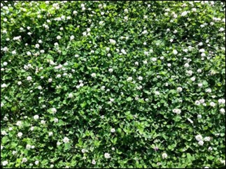 Flowering white clover patch