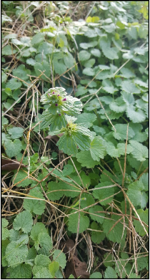 Henbit foliage