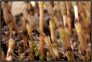 Fertile (brown) stems of horsetail