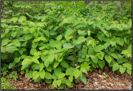 Patch of Japanese knotweed in woods