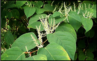 Japanese knotweed flowers and foliage