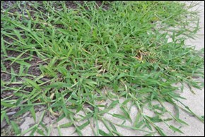 Large crabgrass growing next to sidewalk