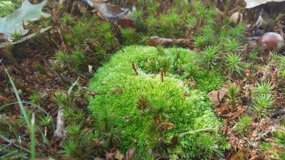 Clump of green moss on forest floor