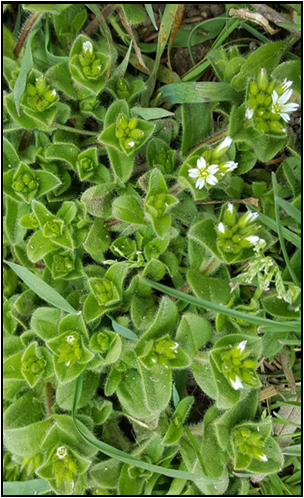 Mouse-ear chickweed foliage and flowers