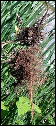 Mugwort roots