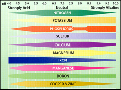 Table showing nutrient availability in soil at different pH levels. Nutrients are readily available to turfgrass plants between a pH of 6 and 7. In soils that are strongly acidic or strongly alkaline, some nutrients       become less available to plants.