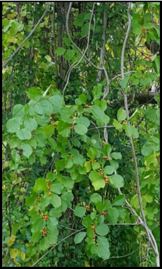 Oriental bittersweet vines on tree