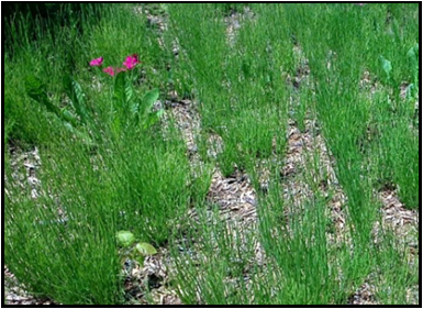 Patch of horsetail with infertile (green) stems