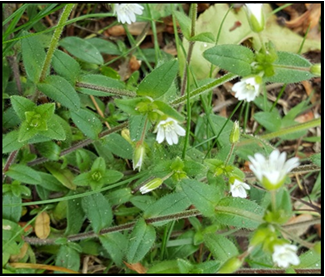 Mouse-ear chickweed flowers