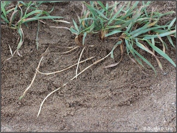 Quackgrass growing in soil