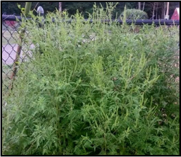 Ragweed growing in suburban area