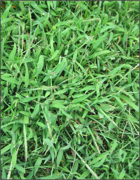 Large patch of smooth crabgrass