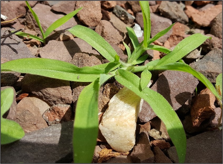 Young smooth crabgrass growing in gravel