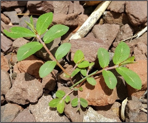Spotted spurge growing in gravel