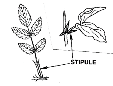 Labelled stipule drawing