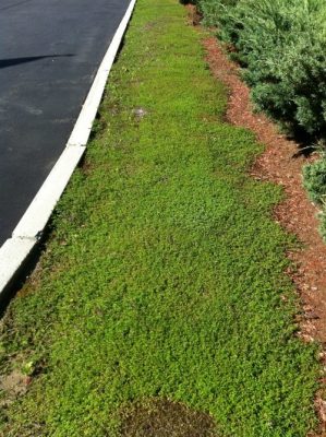 Thyme growing next to road