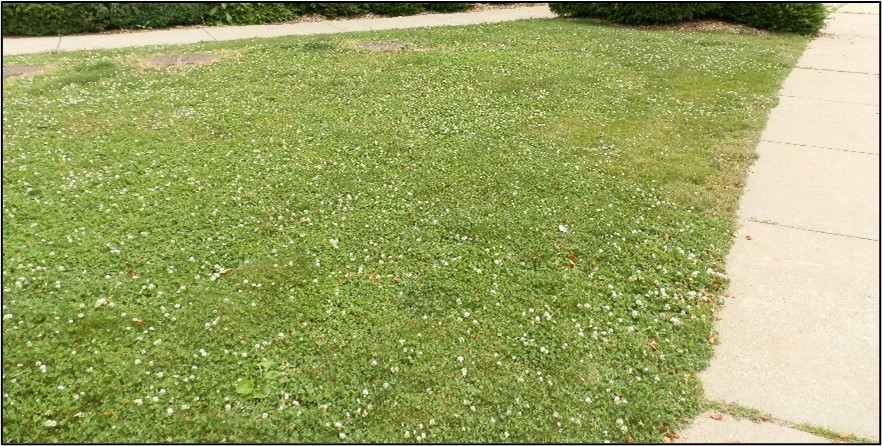 White clover growing in lawn