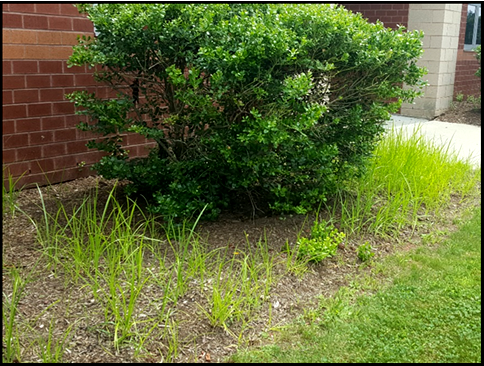 Yellow nutsedge growing in bed next to building