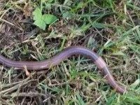 Jumping worm in grass