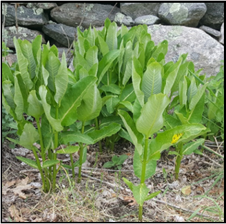 Milkweed stems emerging in spring