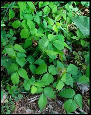 Poison ivy foliage
