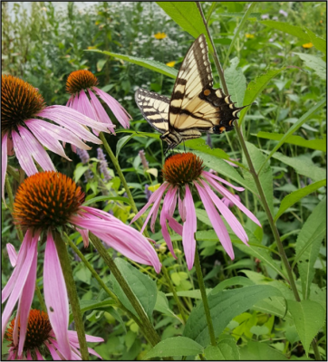 A butterfly on a coneflower. Photo by Alyssa Siegel-Miles.
