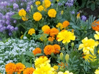 Marigolds growing in garden bed