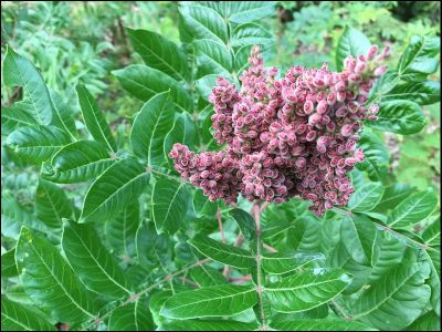 Shining sumac. Photo by J. Lubell-Brand