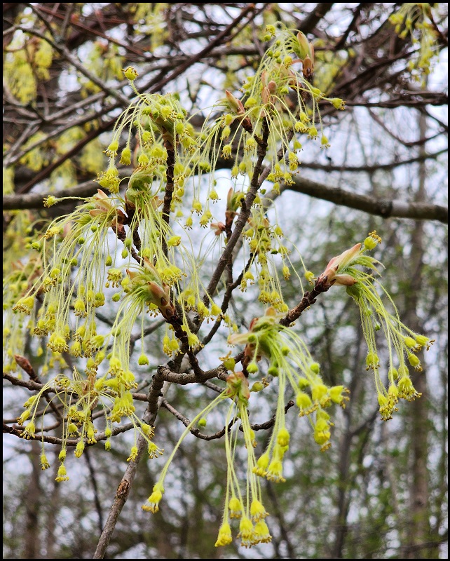 Connecticut Native Tree And Shrub Availability List 