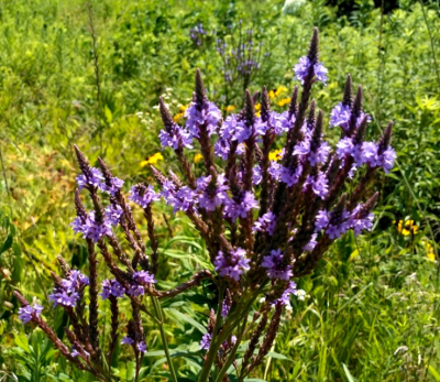 Blue vervain flowering