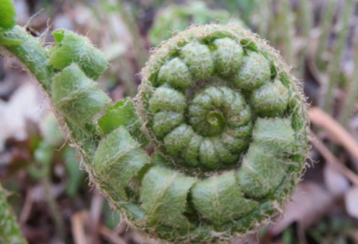 Christmas fern fiddlehead