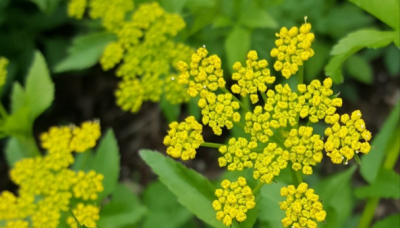 Golden Alexanders - yellow blooms.
