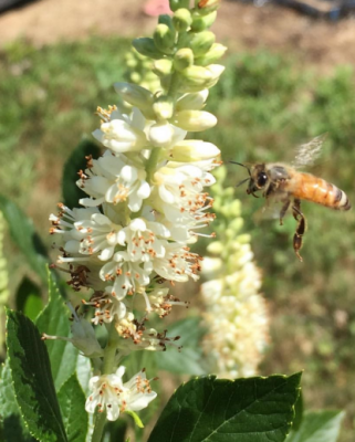 White flower (Summersweet) with bee